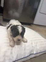 Pharaoh, a male Havanese and Shih Tzu for sale in Douglasville, GA – 2 of 6