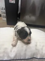 Pharaoh, a male Havanese and Shih Tzu for sale in Douglasville, GA – 4 of 6