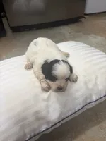 King, a male Havanese and Shih Tzu for sale in Douglasville, GA – 6 of 6