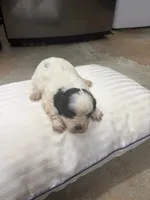King, a male Havanese and Shih Tzu for sale in Douglasville, GA – 2 of 6