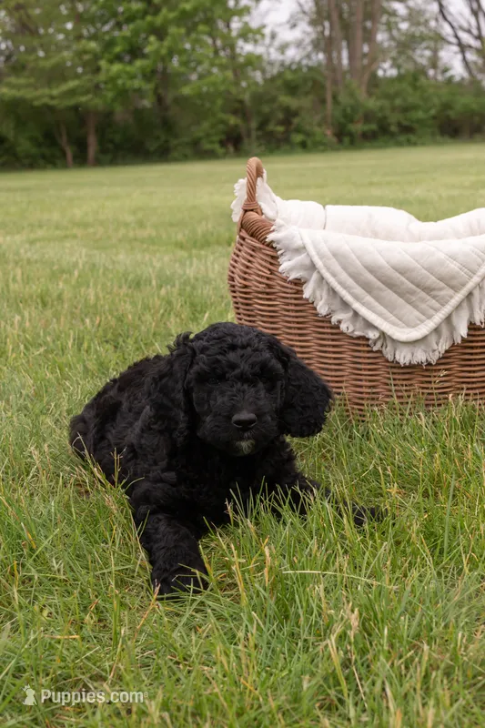 Bear – Goldendoodle, Poodle - Standard  puppy for sale in Demotte, IN