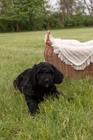 Bear, a male Goldendoodle and Poodle - Standard  for sale in Demotte, IN – 1 of 5