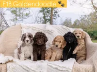 Muffin, a male Goldendoodle and Poodle - Standard  for sale in Demotte, IN – 4 of 8