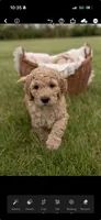 Muffin, a male Goldendoodle and Poodle - Standard  for sale in Demotte, IN – 3 of 8