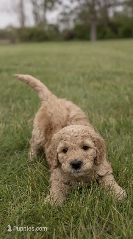 Muffin – Goldendoodle, Poodle - Standard  puppy for sale in Demotte, IN