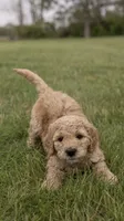 Muffin, a male Goldendoodle and Poodle - Standard  for sale in Demotte, IN – 5 of 8