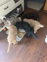 Simba , a male Goldendoodle and Poodle - Standard  for sale in Demotte, IN – 7 of 9