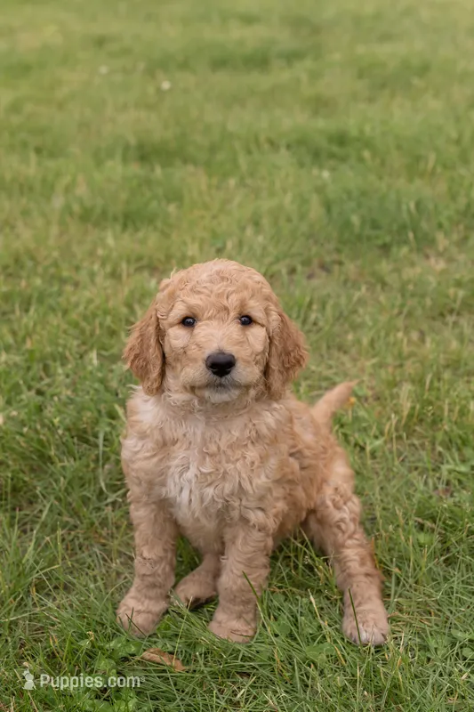 Simba  – Goldendoodle, Poodle - Standard  puppy for sale in Demotte, IN