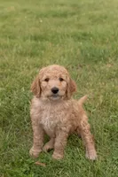 Simba , a male Goldendoodle and Poodle - Standard  for sale in Demotte, IN – 1 of 9
