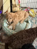Simba , a male Goldendoodle and Poodle - Standard  for sale in Demotte, IN – 6 of 9