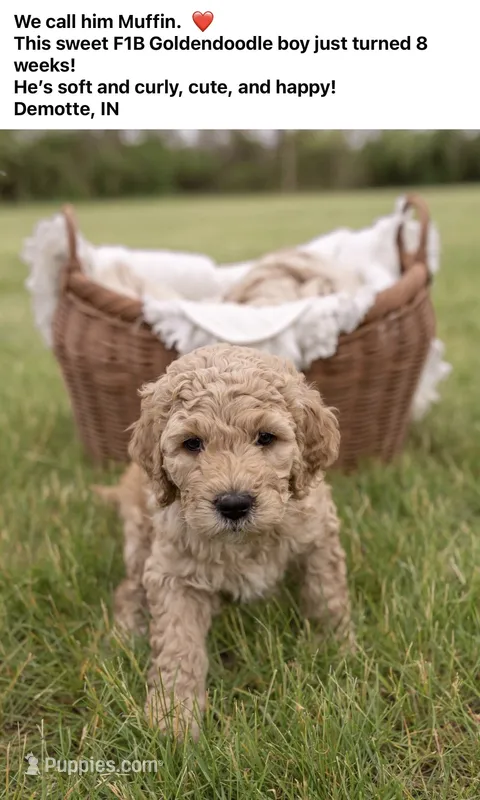 Muffin – Goldendoodle, Poodle - Standard  puppy for sale in Demotte, IN