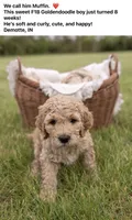 Muffin, a male Goldendoodle and Poodle - Standard  for sale in Demotte, IN – 1 of 8