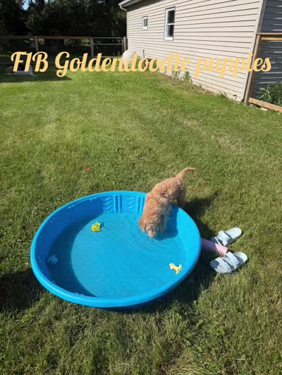 Simba , a male Goldendoodle and Poodle - Standard  for sale in Demotte, IN – 9 of 9