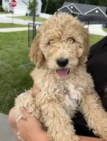Muffin, a male Goldendoodle and Poodle - Standard  for sale in Demotte, IN – 2 of 9