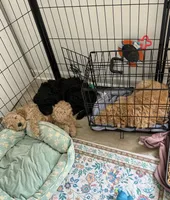 Muffin, a male Goldendoodle and Poodle - Standard  for sale in Demotte, IN – 8 of 8