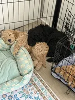 Simba , a male Goldendoodle and Poodle - Standard  for sale in Demotte, IN – 5 of 9