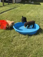 Bear, a male Goldendoodle and Poodle - Standard  for sale in Demotte, IN – 5 of 5