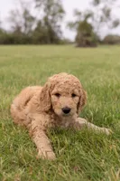 Simba , a male Goldendoodle and Poodle - Standard  for sale in Demotte, IN – 3 of 9