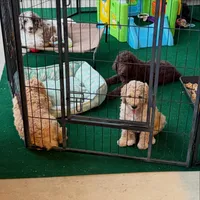 Muffin, a male Goldendoodle and Poodle - Standard  for sale in Demotte, IN – 6 of 8