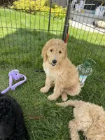 Simba , a male Goldendoodle and Poodle - Standard  for sale in Demotte, IN – 9 of 10