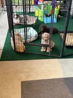 Simba , a male Goldendoodle and Poodle - Standard  for sale in Demotte, IN – 8 of 9