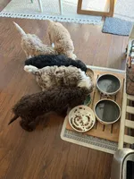 Muffin, a male Goldendoodle and Poodle - Standard  for sale in Demotte, IN – 7 of 8