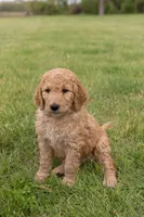 Simba , a male Goldendoodle and Poodle - Standard  for sale in Demotte, IN – 4 of 9