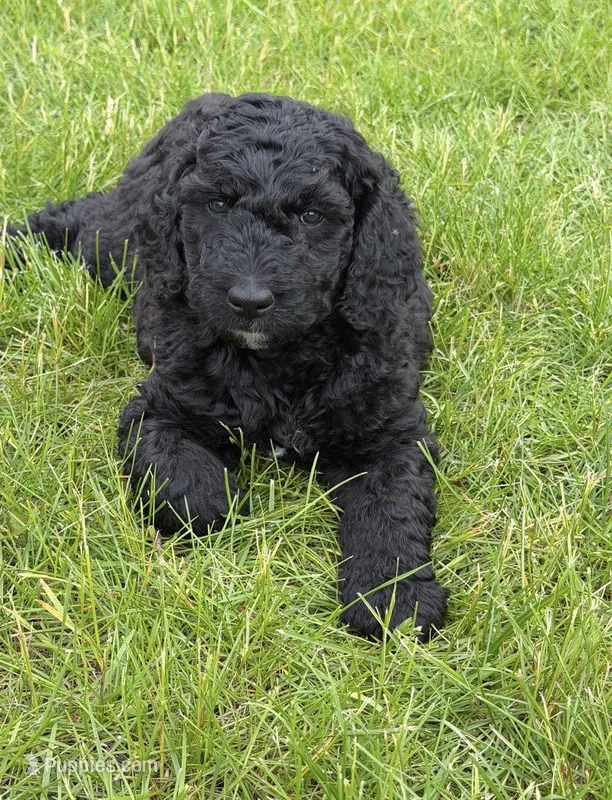 Bear – Goldendoodle, Poodle - Standard  puppy for sale in Demotte, IN