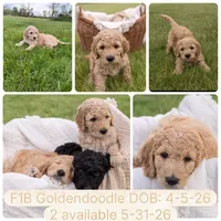 Bear, a male Goldendoodle and Poodle - Standard  for sale in Demotte, IN – 3 of 5