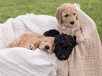 Bear, a male Goldendoodle and Poodle - Standard  for sale in Demotte, IN – 2 of 5