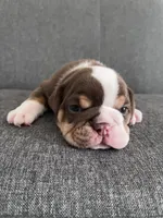 Chocolate Tri Male , a male English Bulldog for sale in Davenport, FL – 2 of 3