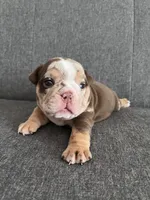 Chocolate Tri Merle Female , a female English Bulldog for sale in Davenport, FL – 1 of 4