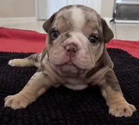 Chocolate Tri Merle Female , a female English Bulldog for sale in Davenport, FL – 3 of 4
