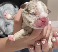 Orange Male, a male English Bulldog for sale in Davenport, FL – 1 of 1