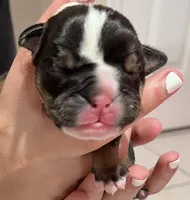 Purple Female, a female English Bulldog for sale in Davenport, FL – 1 of 2