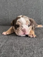Chocolate Tri Merle Female , a female English Bulldog for sale in Davenport, FL – 4 of 4