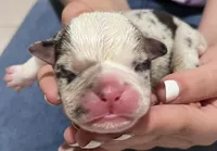 Blue Male, a male English Bulldog for sale in Davenport, FL – 2 of 3