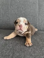 Chocolate Tri Merle Female , a female English Bulldog for sale in Davenport, FL – 2 of 4