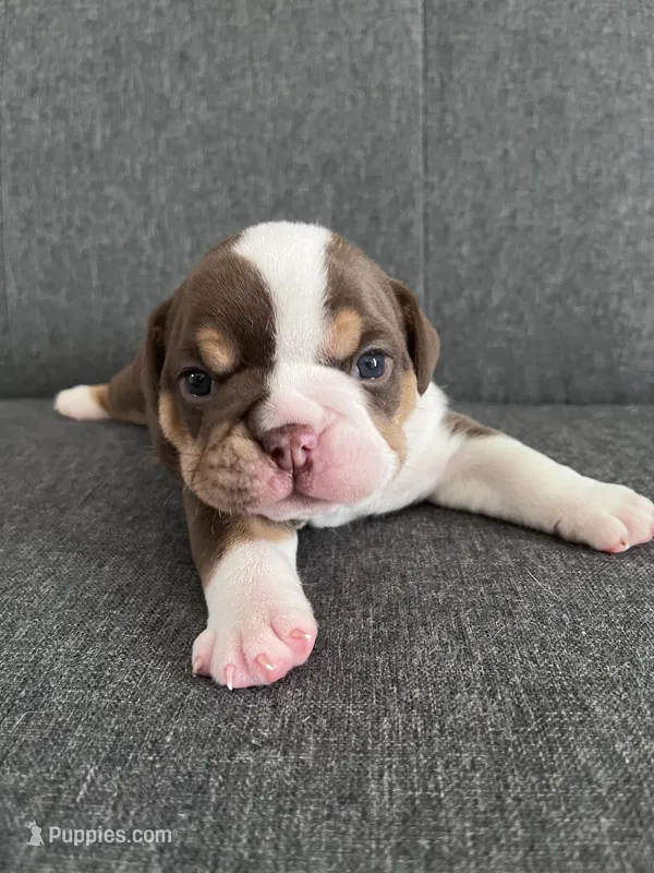 Chocolate Tri Male  – English Bulldog puppy for sale in Davenport, FL