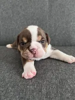Chocolate Tri Male , a male English Bulldog for sale in Davenport, FL – 1 of 3