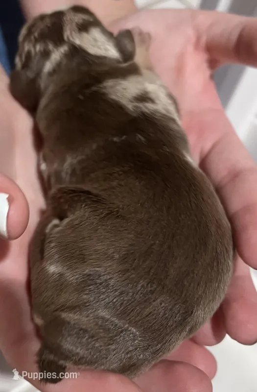 Green Male – English Bulldog puppy for sale in Davenport, FL
