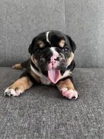 Black Tri Female, a female English Bulldog for sale in Davenport, FL – 2 of 3
