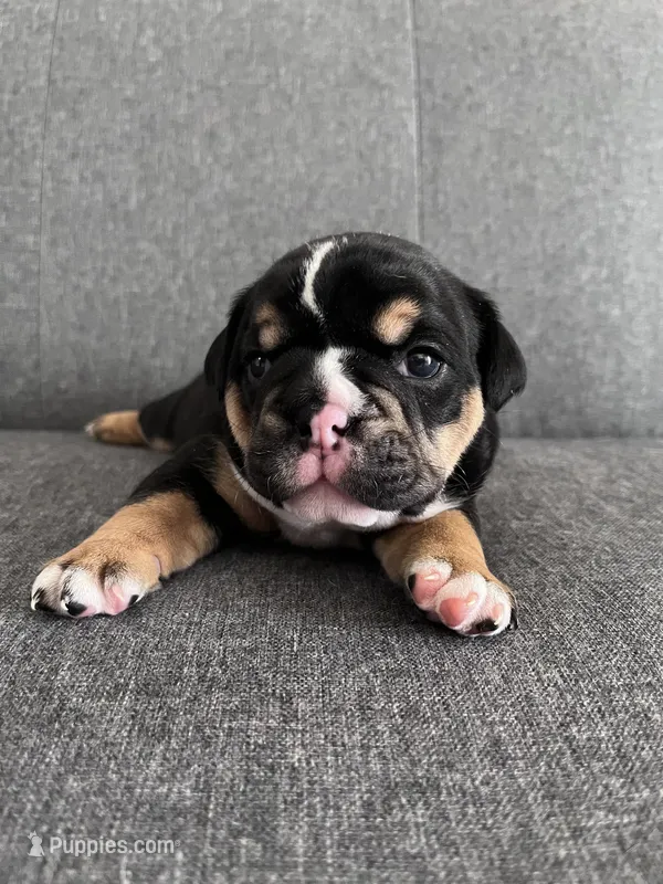 Black Tri Female – English Bulldog puppy for sale in Davenport, FL