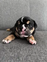 Black Tri Female, a female English Bulldog for sale in Davenport, FL – 1 of 3
