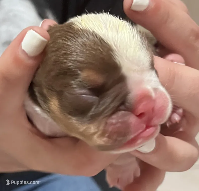 Pink Female – English Bulldog puppy for sale in Davenport, FL
