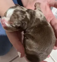 Green Male, a male English Bulldog for sale in Davenport, FL – 2 of 2