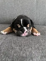 Black Tri Female, a female English Bulldog for sale in Davenport, FL – 3 of 3