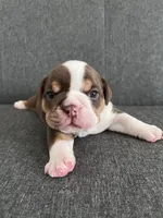 Chocolate Tri Male , a male English Bulldog for sale in Davenport, FL – 3 of 3
