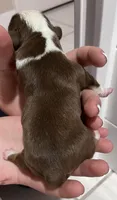Pink Female, a female English Bulldog for sale in Davenport, FL – 3 of 3