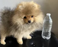 Pomeranian, a male Pomeranian for sale in Riverside, CA – 5 of 5